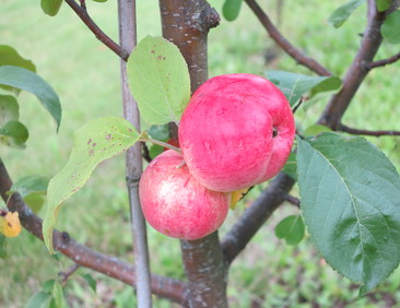 Omenapuut