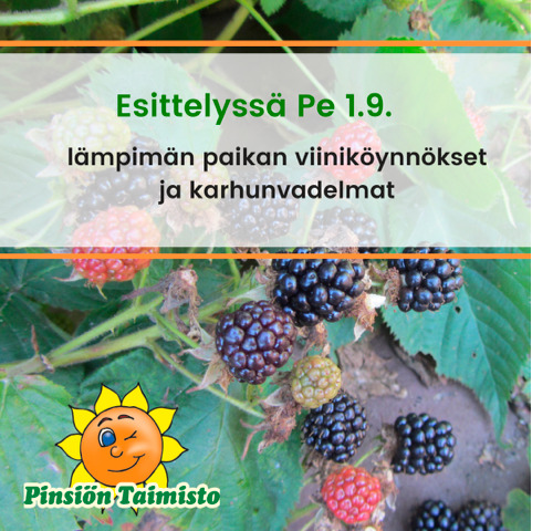 perjantain esittely