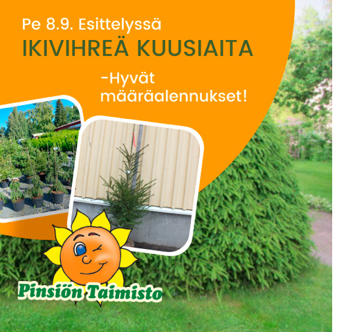 Pinsiön taimisto