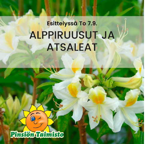 Pinsiön taimisto