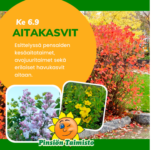 Pinsiön taimisto