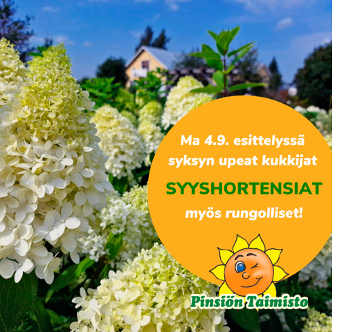 Pinsiön taimisto