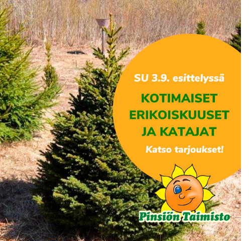 Pinsiön taimisto