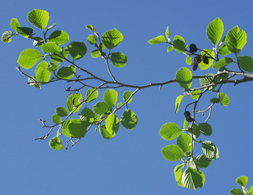 Harmaaleppä