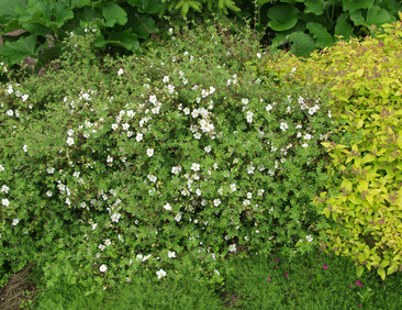 Pensashanhikki