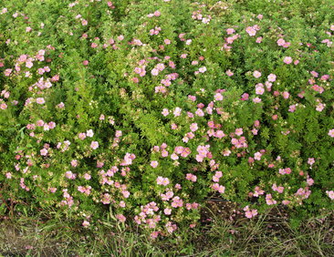 Pensashanhikki