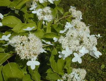 Kuutamohortensia