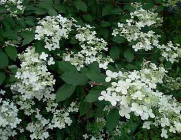 Mustilanhortensia