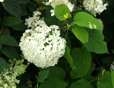 Pallohortensia