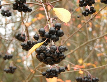 Marja-aronia