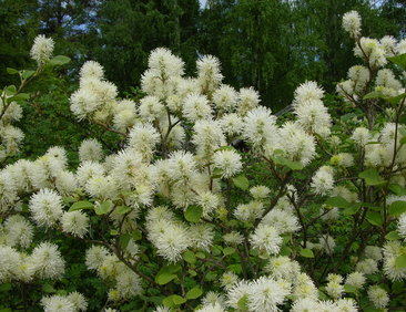 Höyhenpensas