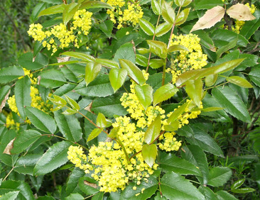 Mahonia