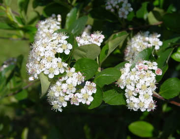 Marja-aronia