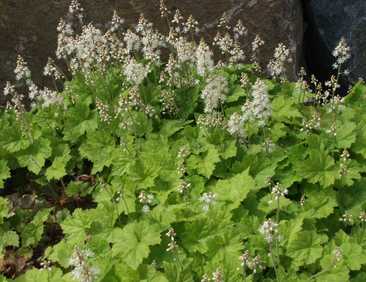 Rönsytiarella