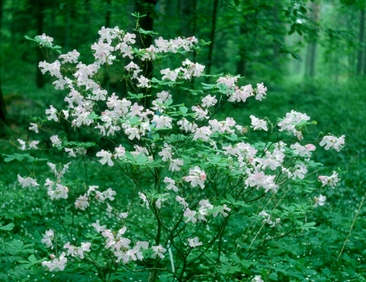 Kuningasatsalea