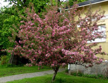 Purppuraomenapuu