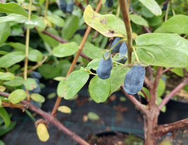 Marjasinikuusama