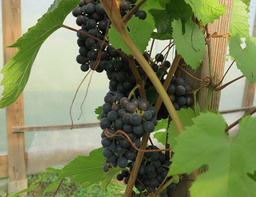 KÖYNNÖKSET: Viiniköynnökset – oman viinitarhan alku